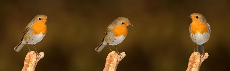 Plastic Bottle Bird Feeder