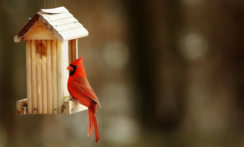 Plastic Bottle Bird Feeder